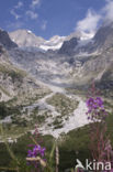 Rosebay Willowherb (Chamerion angustifolium)