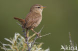 Winterkoning (Troglodytes troglodytes)