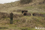 Wisent (Bison bonasus) 