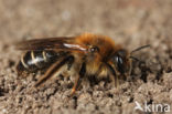 Andrena barbilabris