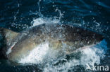 great white shark (Carcharodon carcharias) 