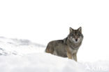 Wolf (Canis lupus)