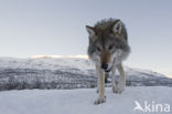 Grey Wolf (Canis lupus)