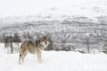 Grey Wolf (Canis lupus)