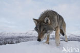 Grey Wolf (Canis lupus)