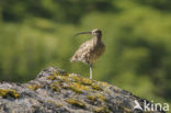 Eurasian Curlew (Numenius arquata) 