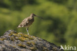 Eurasian Curlew (Numenius arquata) 