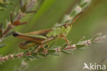 Zompsprinkhaan (Chorthippus montanus) 