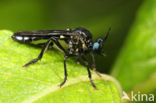 Zwarte Bladrover (Dioctria atricapilla)