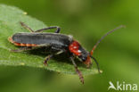 soldier beetle (Cantharis fusca)