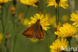 european skipper (Thymelicus lineola)