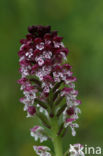 Burnt Orchid (Neotinea ustulata)