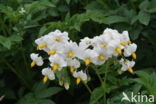 Potato (Solanum tuberosum)