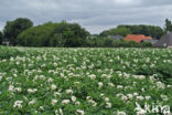 Aardappel (Solanum tuberosum)