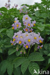 Potato (Solanum tuberosum)