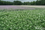 Potato (Solanum tuberosum)