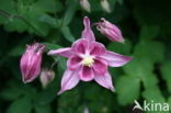 Columbine (Aquilegia sp)