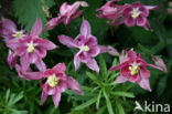 Columbine (Aquilegia sp)