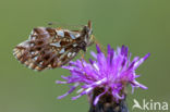 Violet Fritillary (Boloria dia)