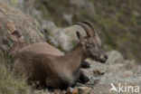 Alpen Steenbok (Capra ibex)