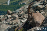 Alpen Steenbok (Capra ibex)