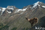 Alpen Steenbok (Capra ibex)