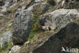 Alpen Steenbok (Capra ibex)