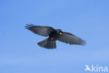 Yellow-billed Chough (Pyrrhocorax graculus)