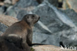 Alpine Marmot (Marmota marmota)