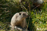 Alpine Marmot (Marmota marmota)