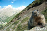 Alpine Marmot (Marmota marmota)