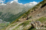 Alpine Marmot (Marmota marmota)