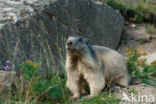 Alpine Marmot (Marmota marmota)