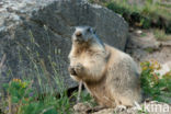 Alpine Marmot (Marmota marmota)