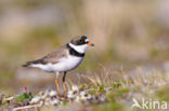 Amerikaanse Bontbekplevier (Charadrius semipalmatus)