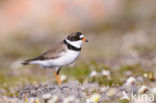 Amerikaanse Bontbekplevier (Charadrius semipalmatus)