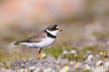 Amerikaanse Bontbekplevier (Charadrius semipalmatus)