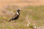 Amerikaanse Goudplevier (Pluvialis dominica)