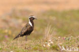 Amerikaanse Goudplevier (Pluvialis dominica)