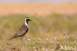 Amerikaanse Goudplevier (Pluvialis dominica)