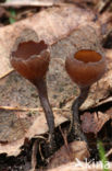 Anemonebekerzwam (Dumontinia tuberosa) 