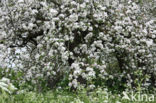 Apple (Malus domesticus)
