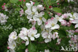 Apple (Malus domesticus)