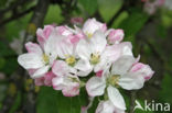 Apple (Malus domesticus)