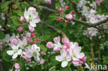 Apple (Malus domesticus)