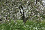 Apple (Malus domesticus)
