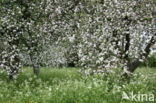 Apple (Malus domesticus)