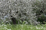 Apple (Malus domesticus)