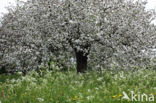 Apple (Malus domesticus)