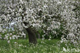Apple (Malus domesticus)